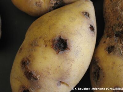 Common scab Common scab