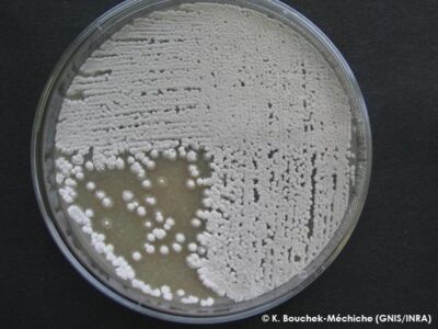 Strepto-culture Strepto-culture