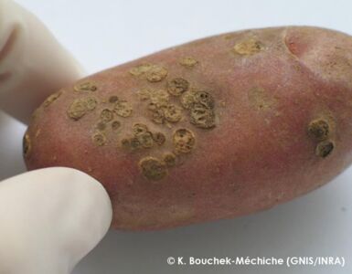 Powdery scab Powdery scab