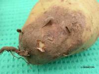 violet root rot 