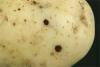 slug holes