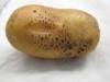 Rhizoctonia corky lesions