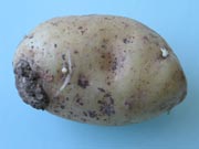 Rhizoctone brun 