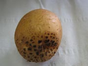 Rhizoctonia corky lesions