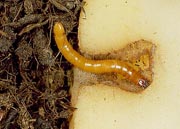 Wireworm holes